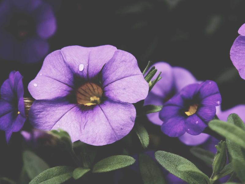 sudoku relaxation mode